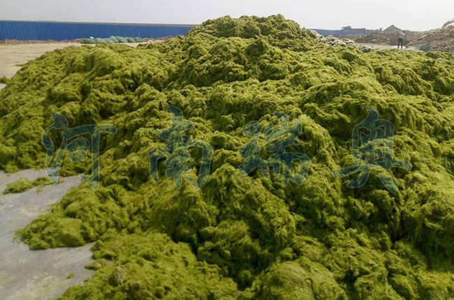 浒苔烘干设备